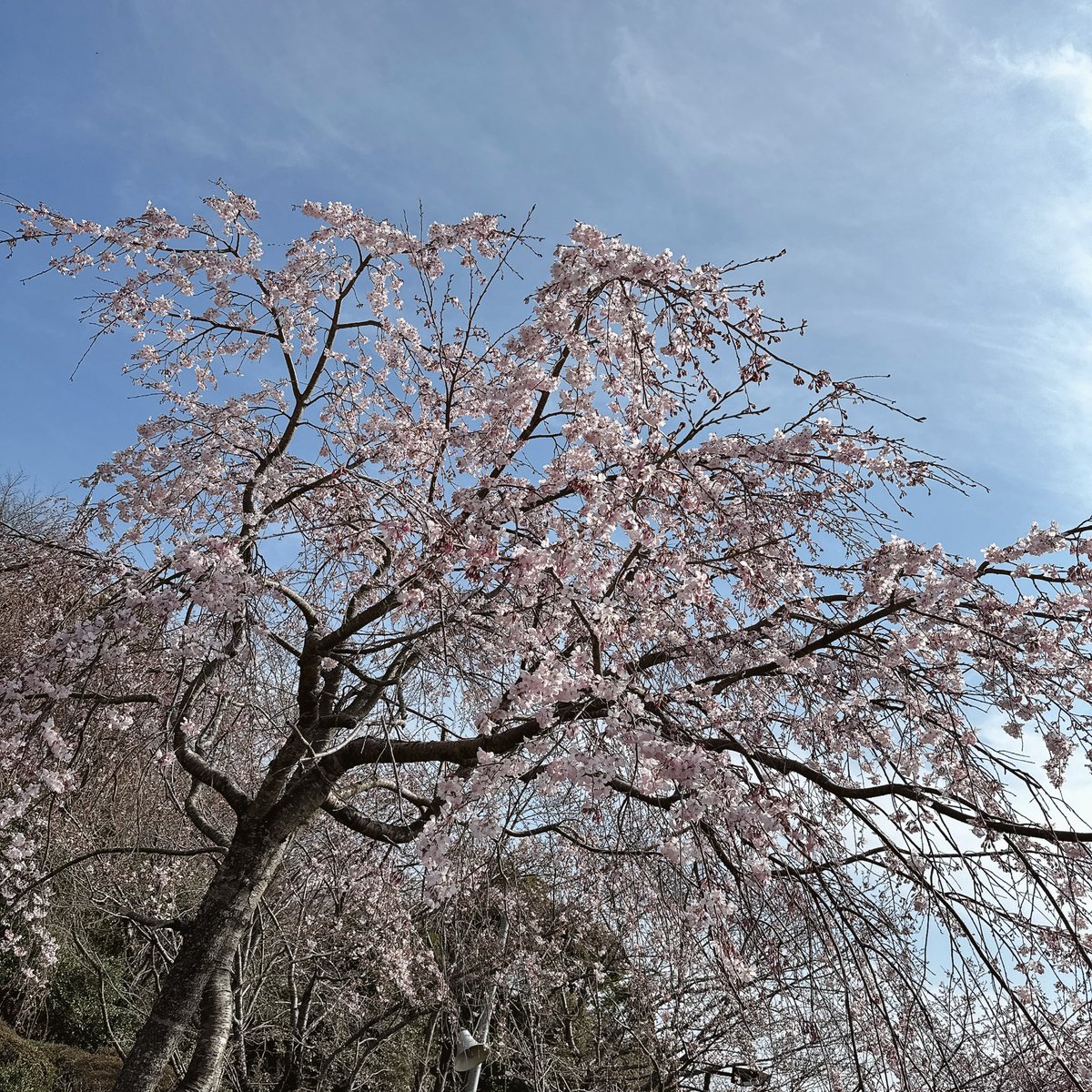 🔥❤️‍🔥🐈ne_ko💖 tweet media