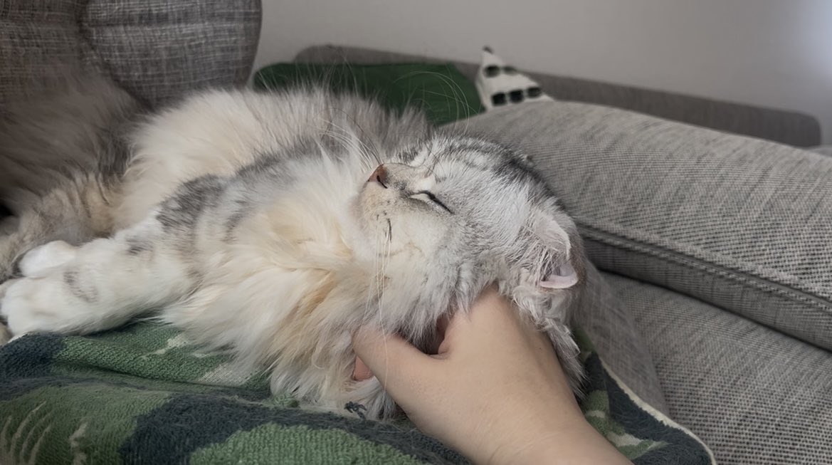 びっぱ tweet media