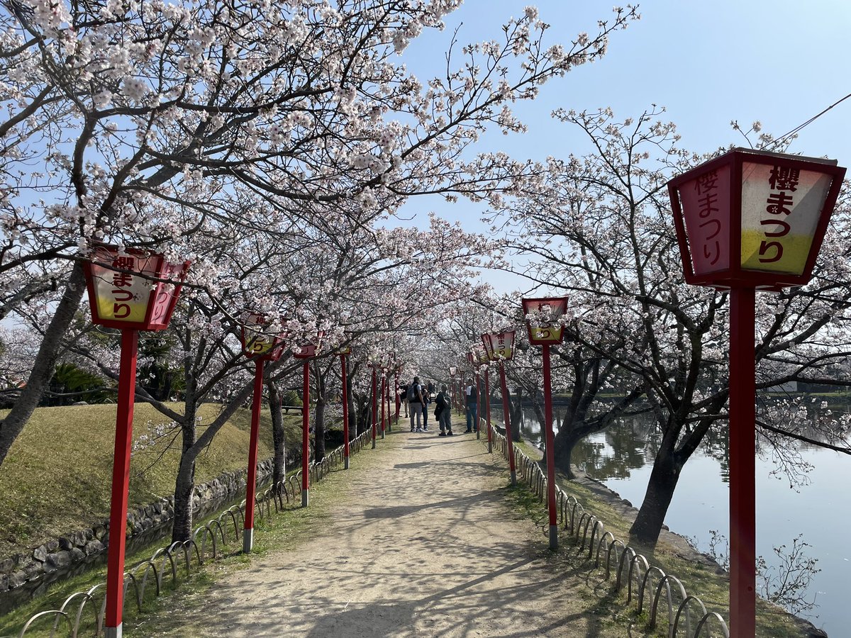 youkanemon's tweet photo. 🌸小城公園の桜がついに満開となったでござる！🌸

一面に広がる見事な桜景色、まさに春の絶景でござるな✨

風に舞う花びらもまた風情があり、心癒されるでござる。

今しか見られぬこの美しさ、ぜひ小城公園へお越しくだされ〜🌸

 #小城公園
 #花見
 #日本さくら名所100選
 #小城観光
 #佐賀観光 https://t.co/i0OrTwFJak