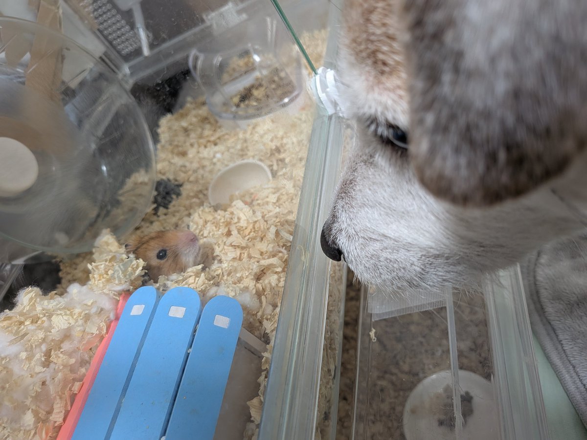 Akatsuki7771's tweet photo. 今日は次男とネズミさんたちが青森に帰る日
ルークはまるでサヨナラを言うようにずっとぴよきち君���見つめていました https://t.co/qDWvrFFCTk