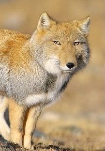 漂向北方 tweet media