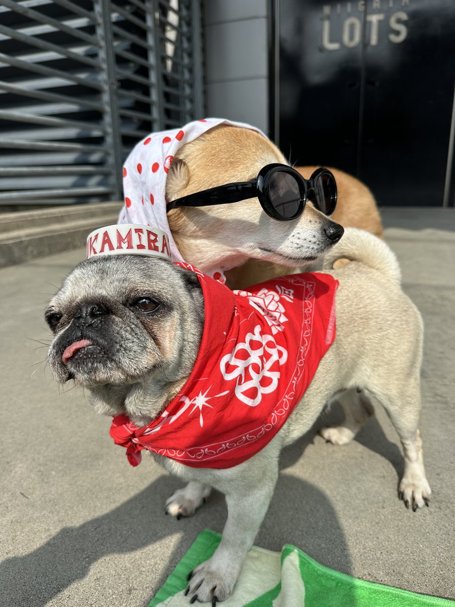 こばっぷ tweet media