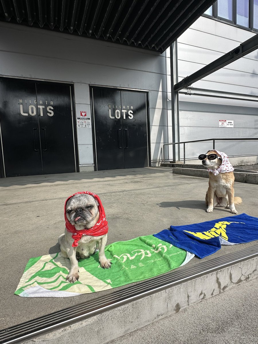 こばっぷ tweet media