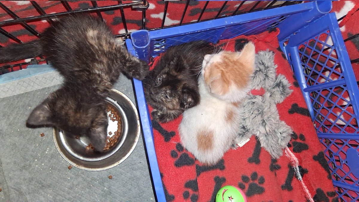 Patty 🐾❤️ tweet media