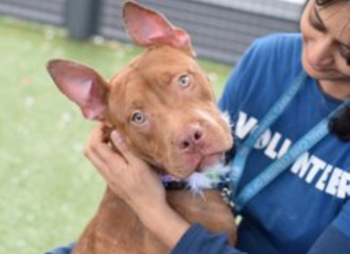 Anne Margaret Daniel tweet media