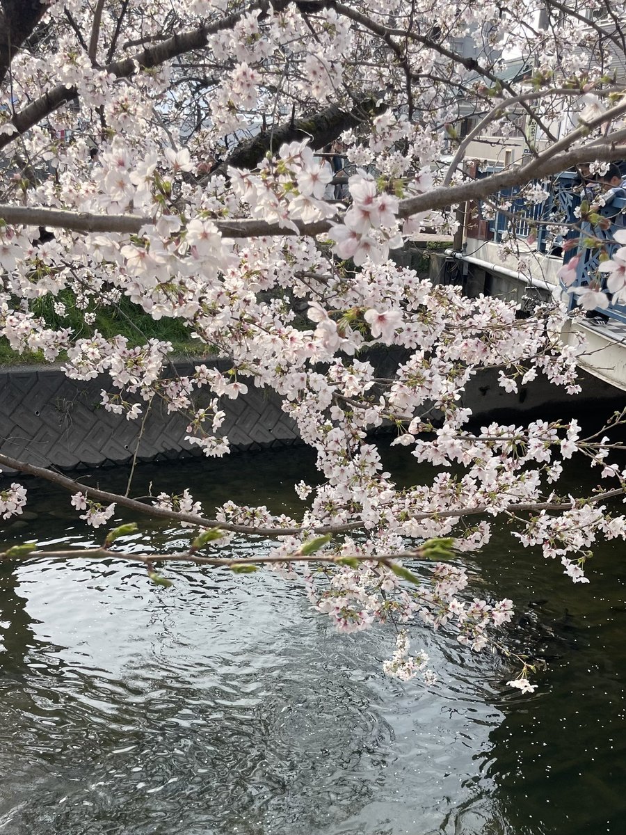 みつ虎 tweet media