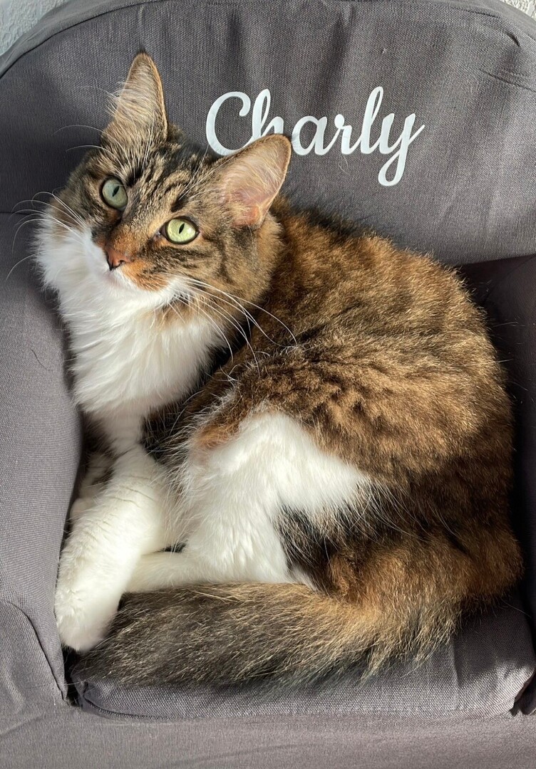 VigiPets.fr tweet media