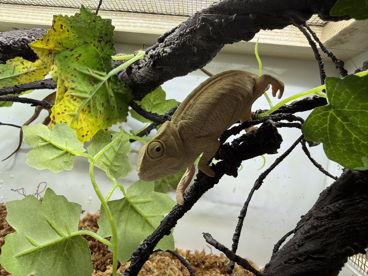 Tera-まゆり tweet media