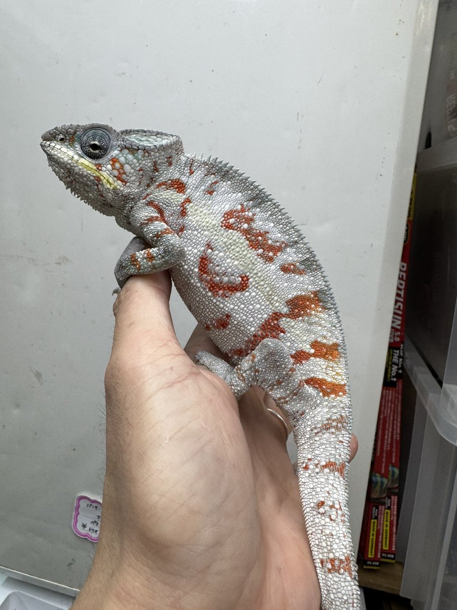 Tera-まゆり tweet media