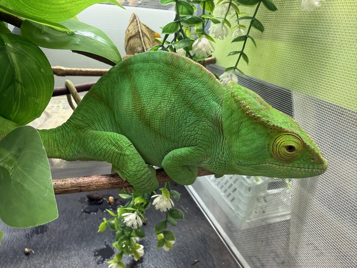 Tera-まゆり tweet media