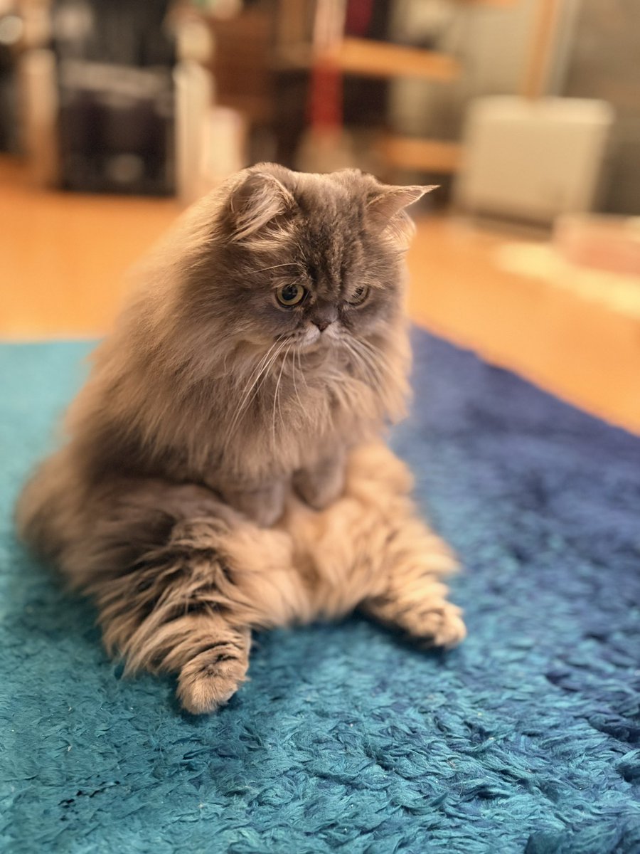 ミヌエットのゆず tweet media