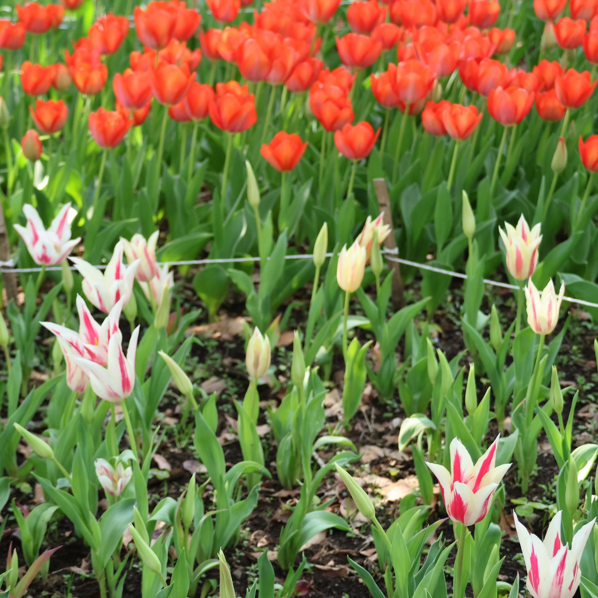 YorieGames tweet media