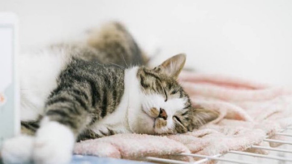 笹丘真以 tweet media