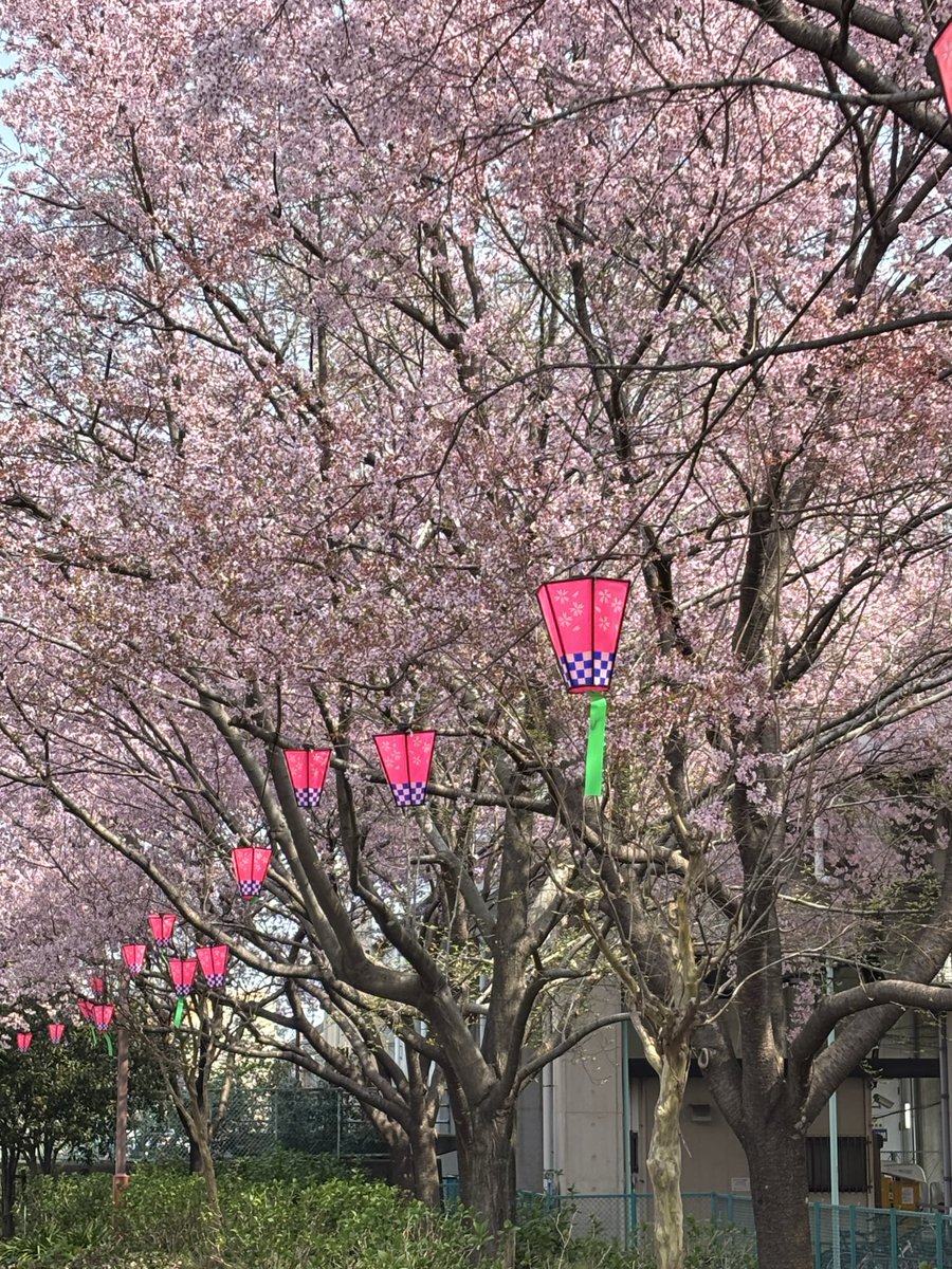 Maverick-Jp tweet media