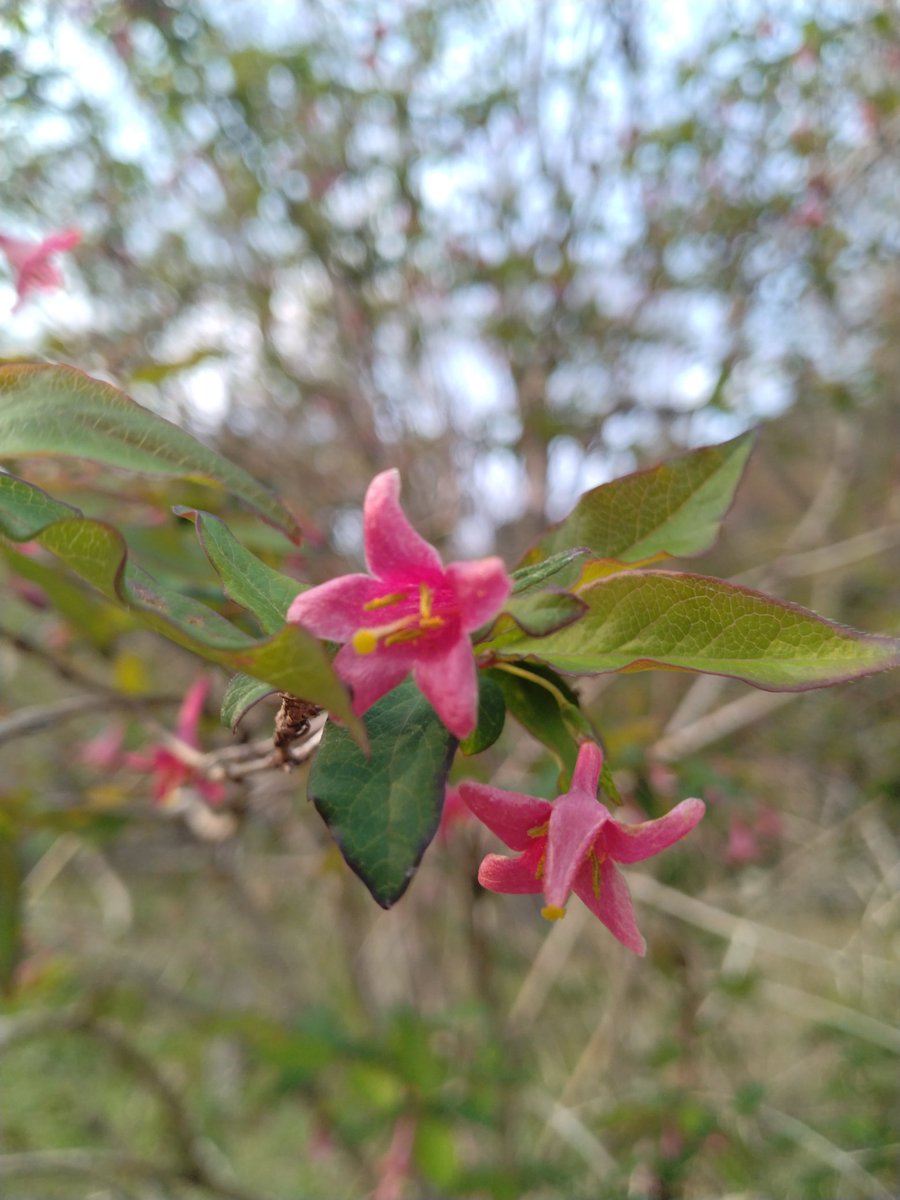 とめぴぃ tweet media