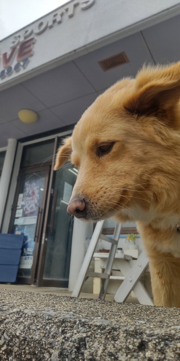 久米島スポーツ アクティブ tweet media