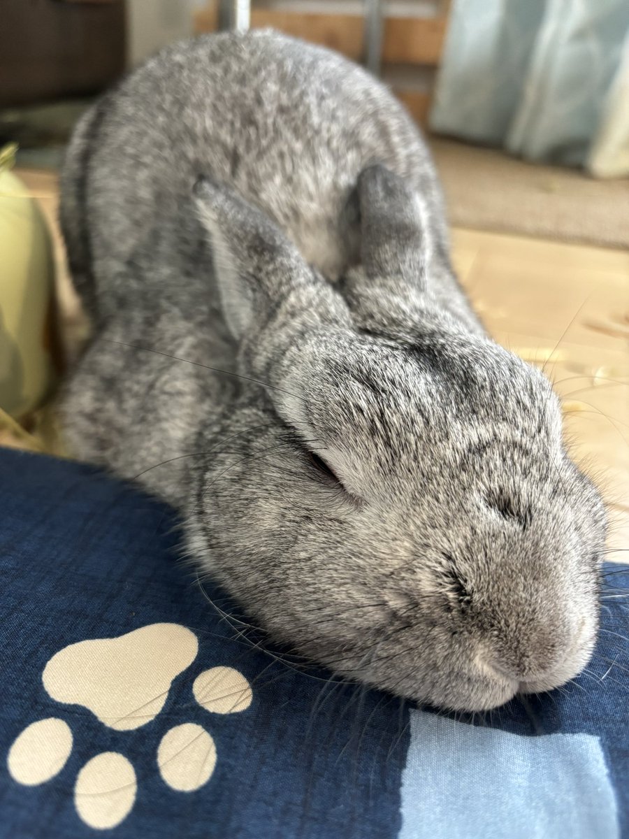 うん‼︎今日も寝顔がかわいいそらちゃんﾃﾞｽ🐰🐓💕