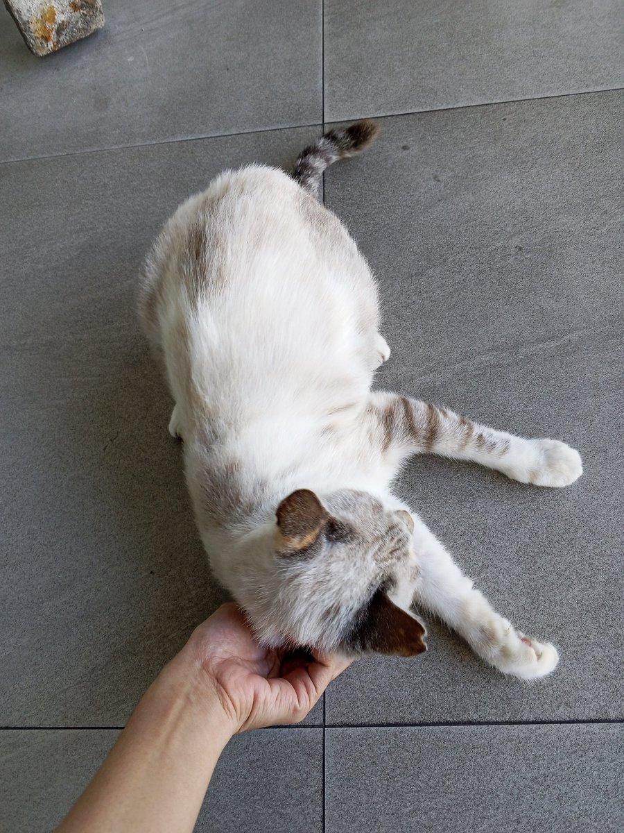 arel (ivy’s lovebot) tweet media