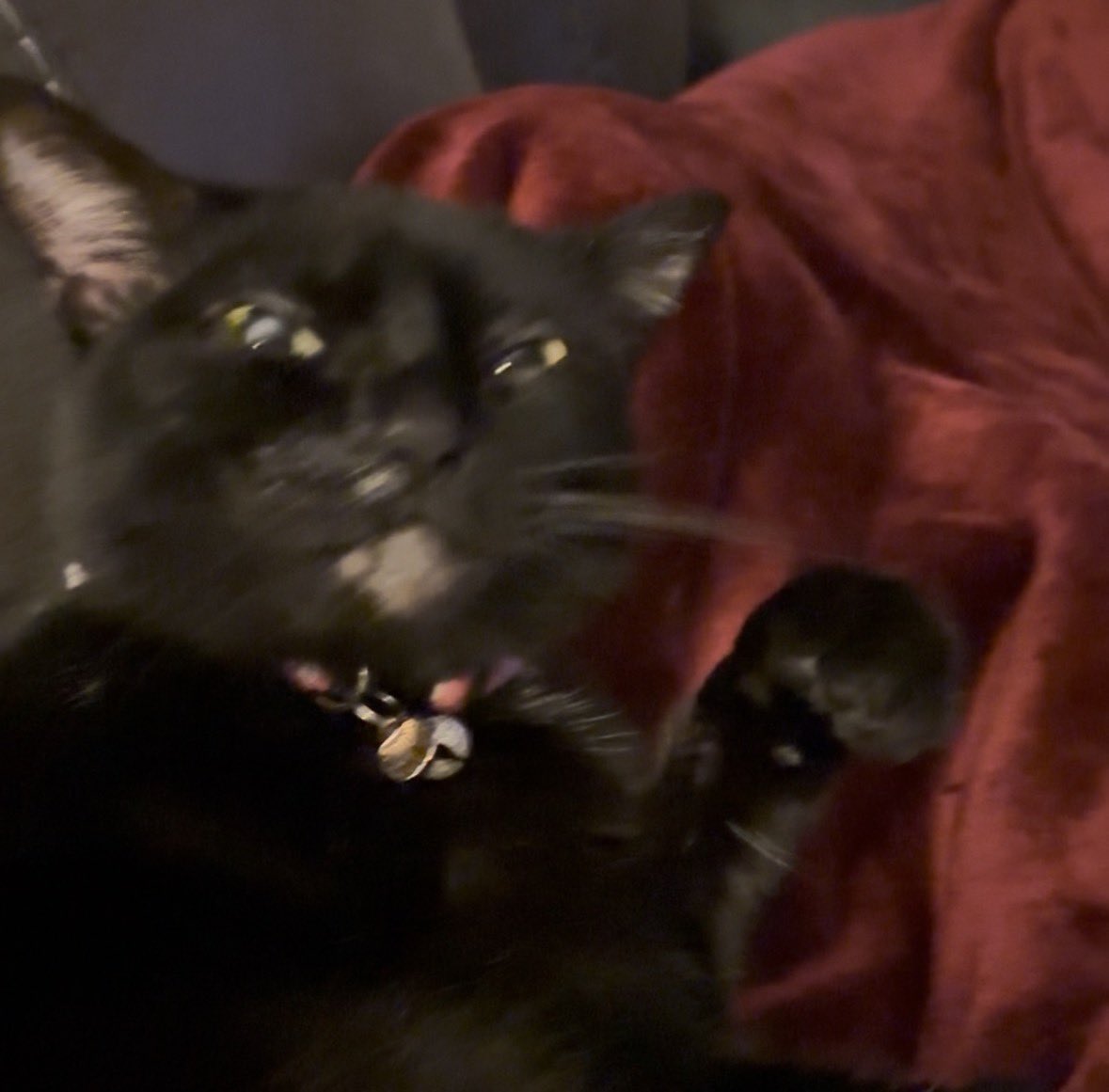 rach 🫥 tweet media