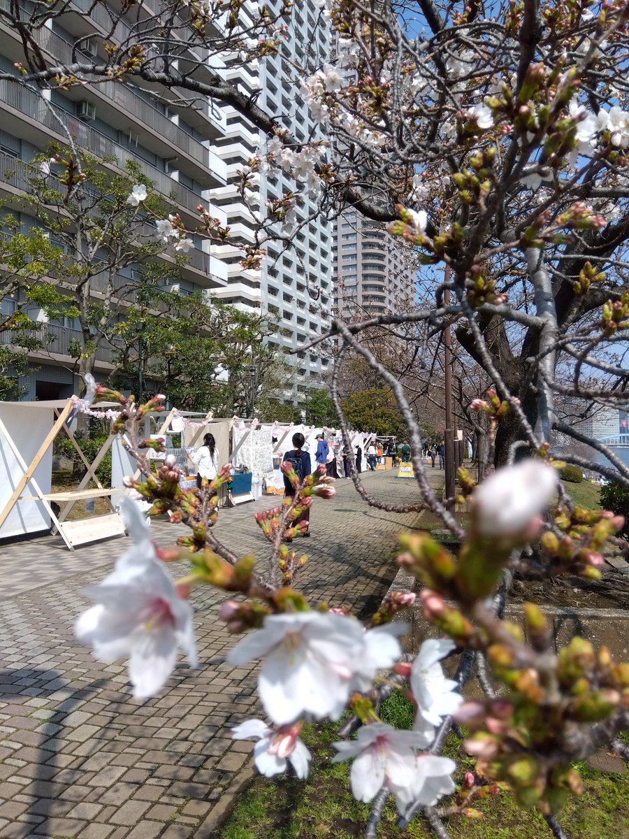 集まれ！隅田川 tweet media