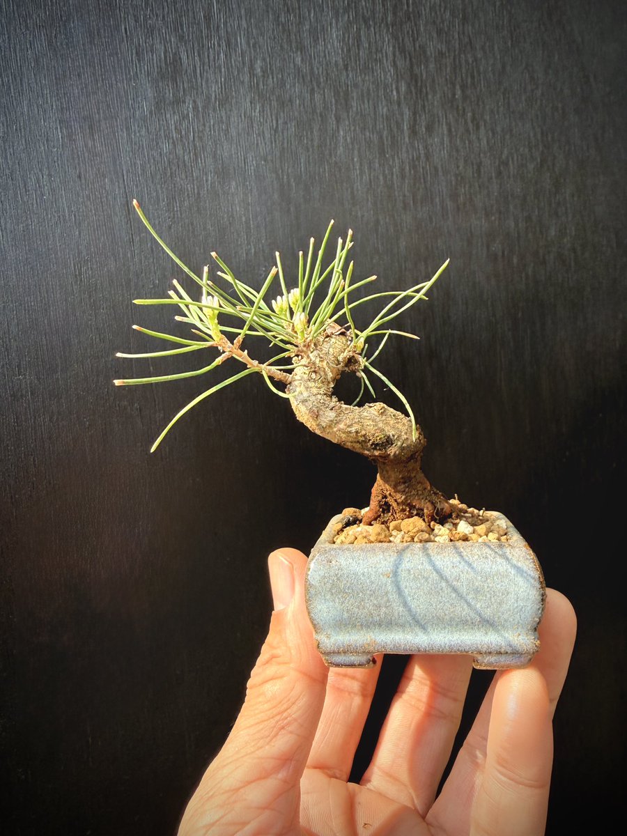 bonmax-凡盆@音楽盆栽堂 tweet media