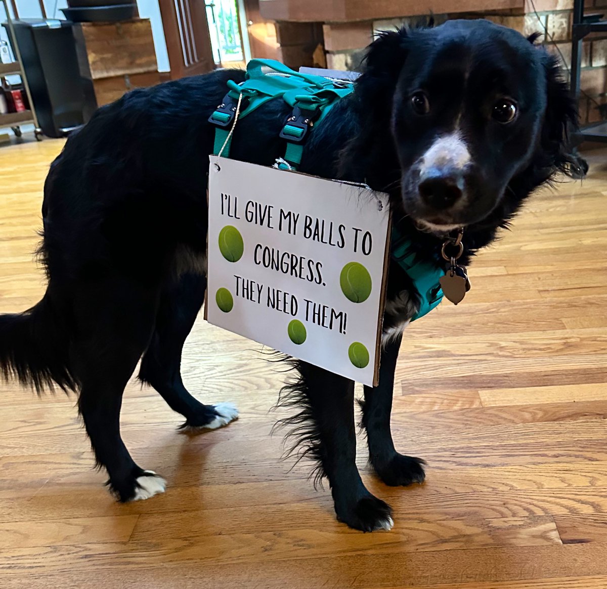 Pup Letters - Snorri & Finnegan & Banjo. tweet media