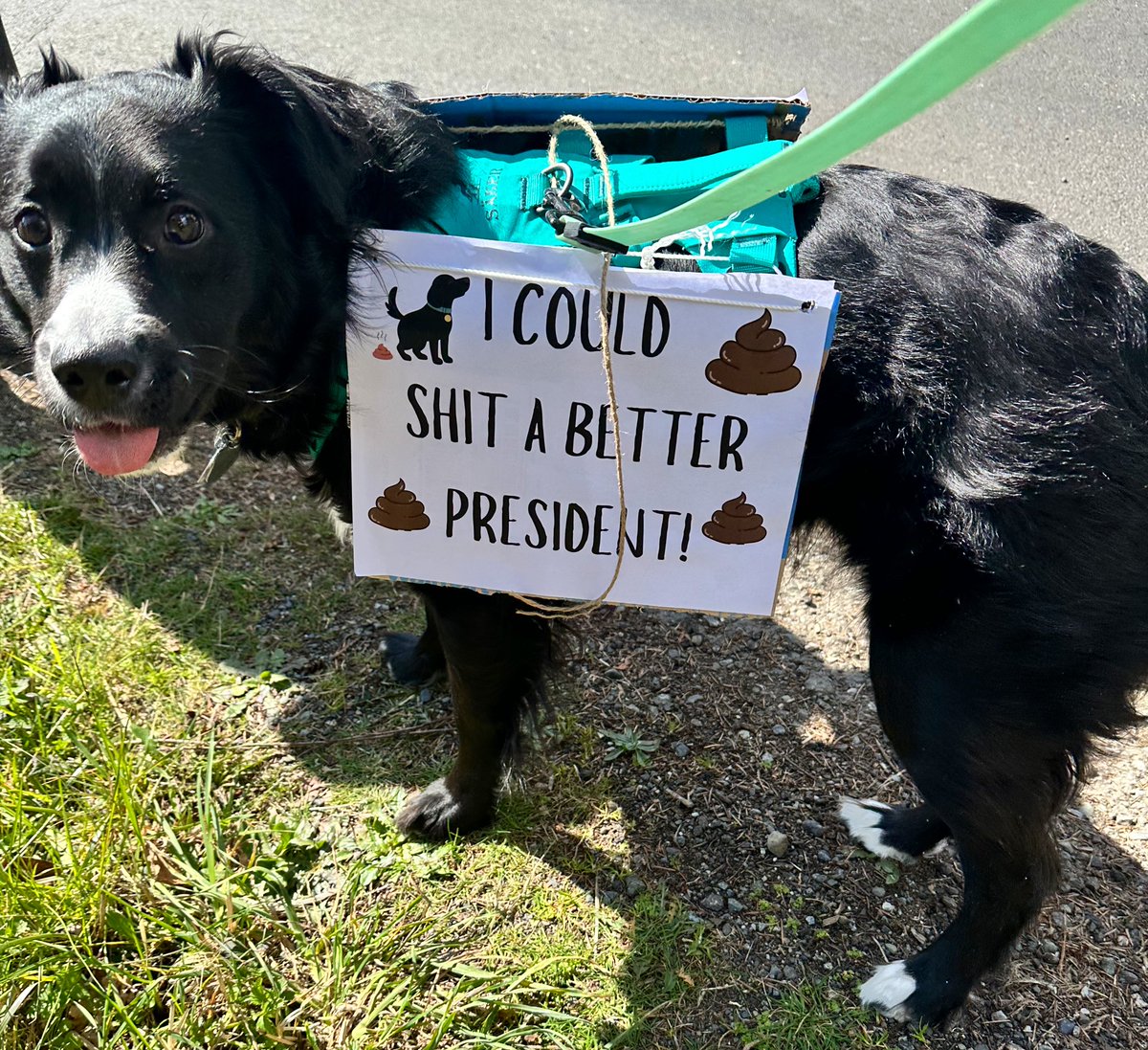 Pup Letters - Snorri & Finnegan & Banjo. tweet media