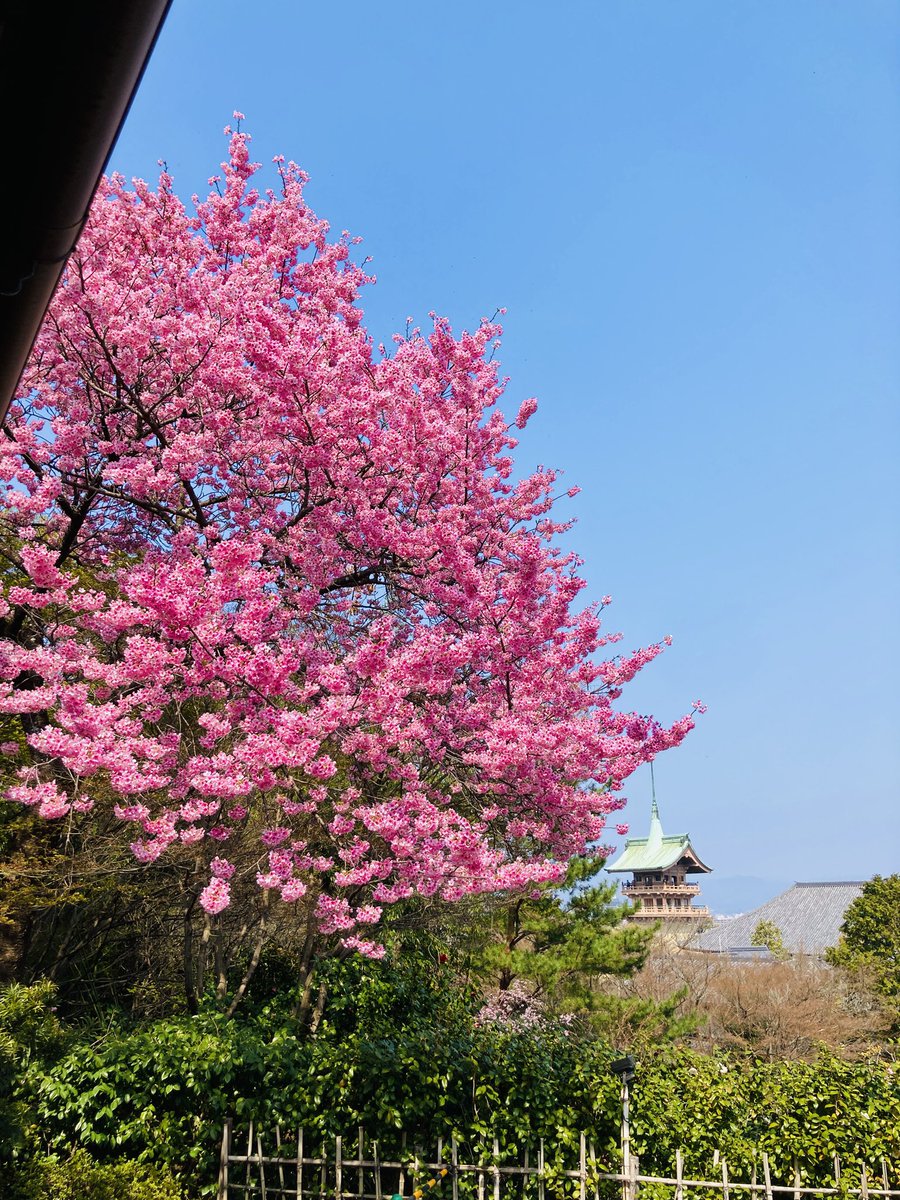 今日3/29の京の #高台寺 枝垂れ桜 八重桜 躑躅 The weeping cherry
