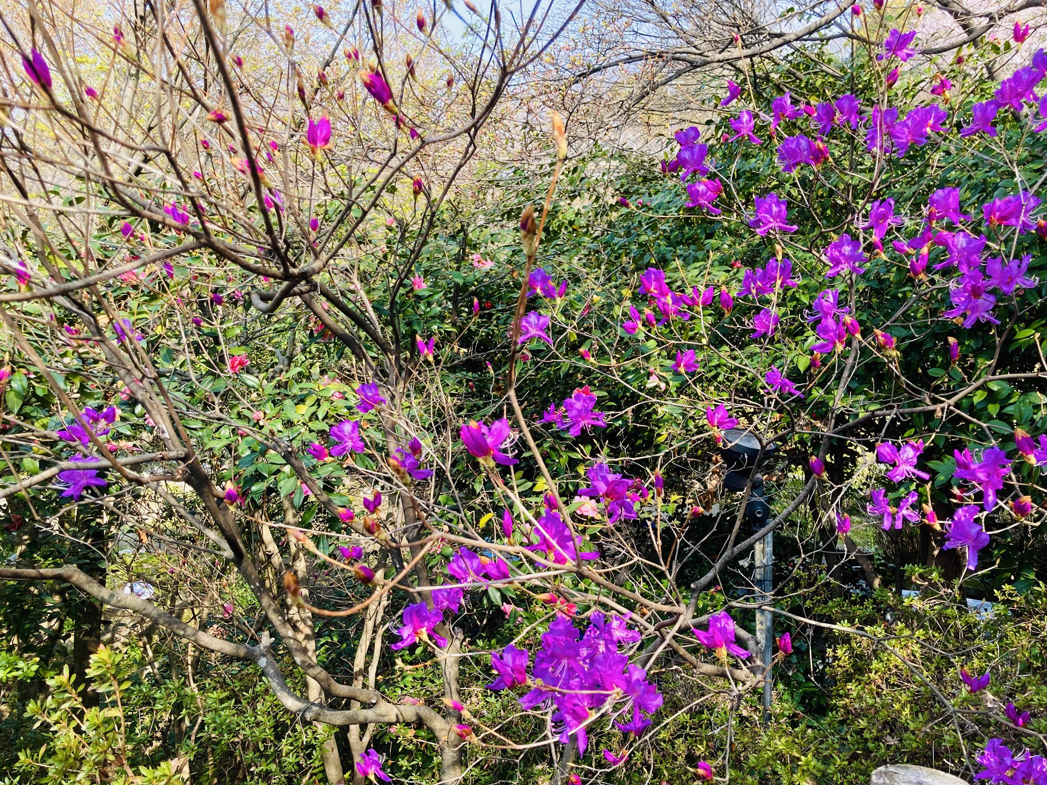 鷲峰山 高台寺 on X: 