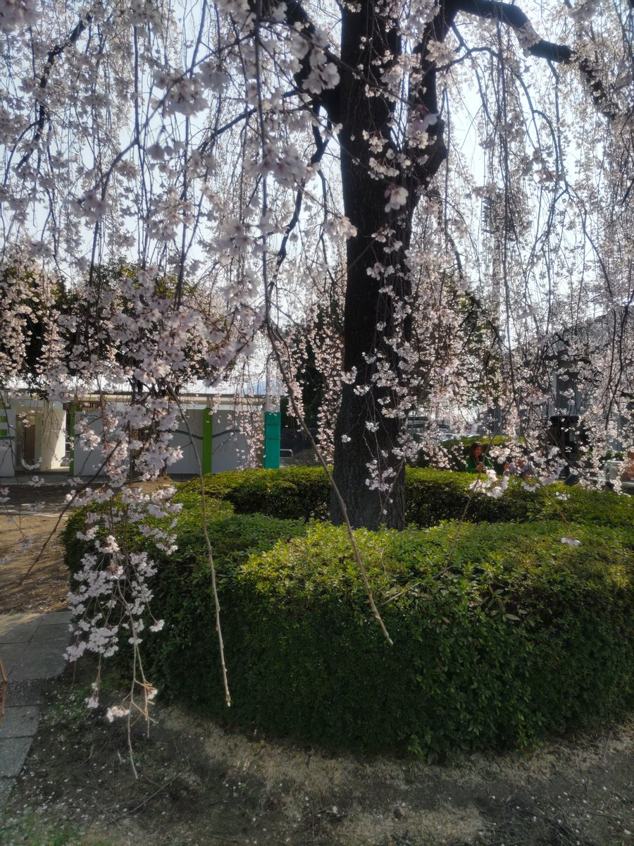 tsgaki's tweet photo. 1時位前の前橋敷島公園⛲️ https://t.co/EvegI0TfYK