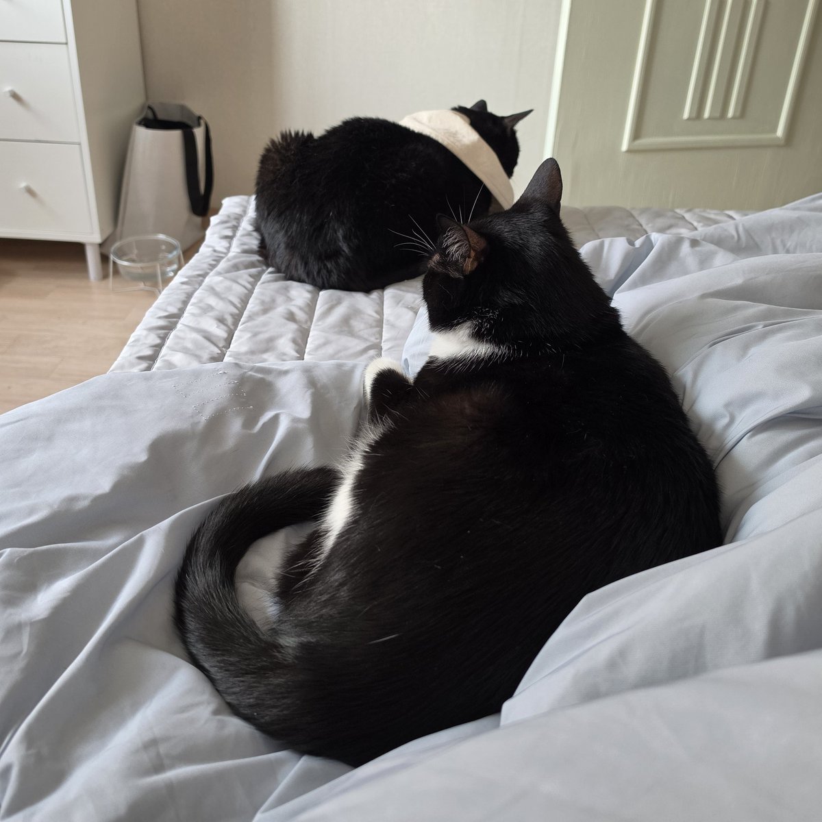 코메✦Vtuber🐈‍⬛☄️ tweet media