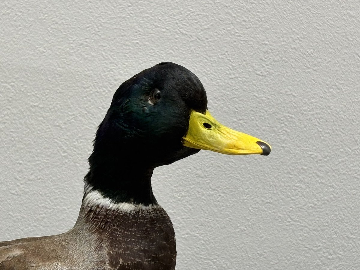 和歌山県立自然博物館 tweet media