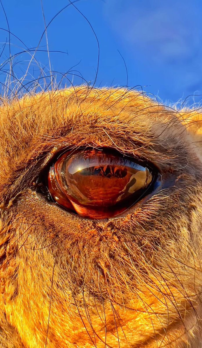 روح البدر tweet media