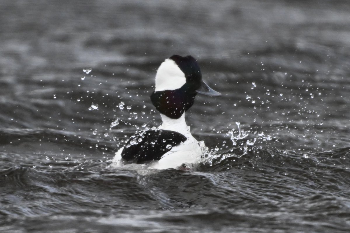 willie wagtail tweet media