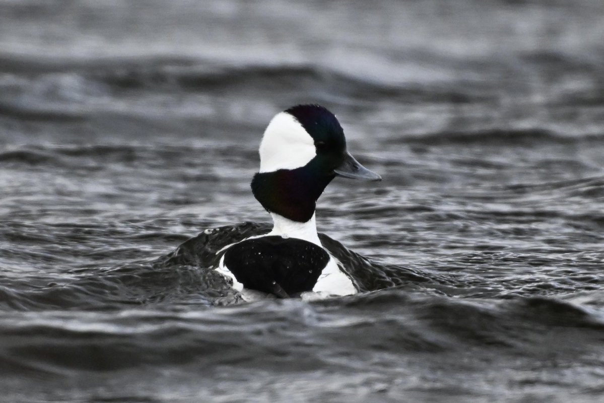 willie wagtail tweet media