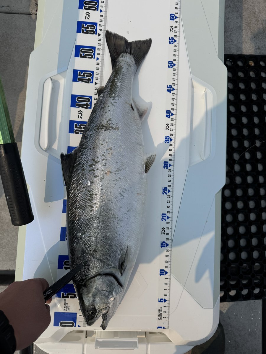 エリフ@宮城の人 tweet media