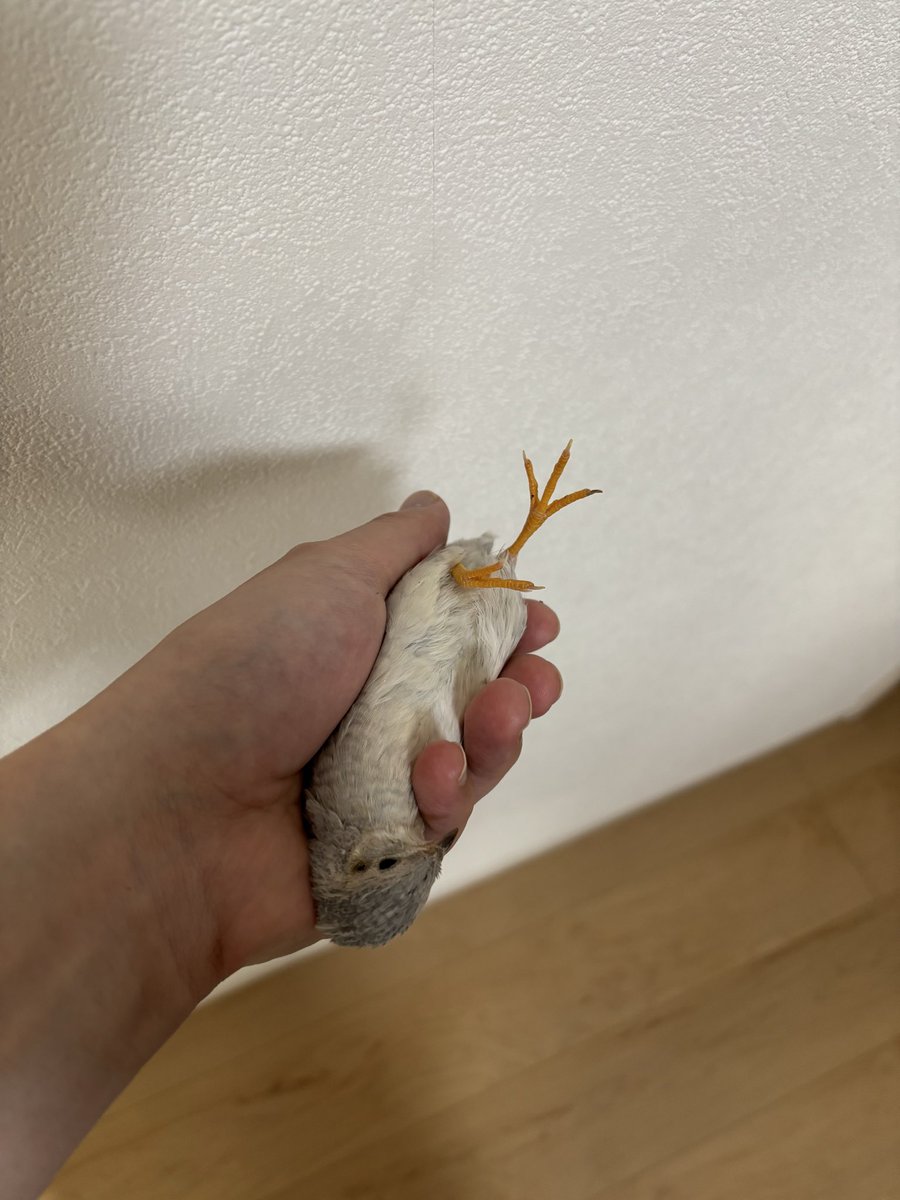 ひめうずら研究室 ラボ長（四代目） tweet media