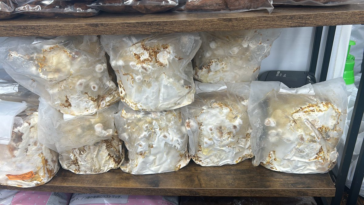 昆虫ショップSunny AI land サニーアイランド天王町 tweet media