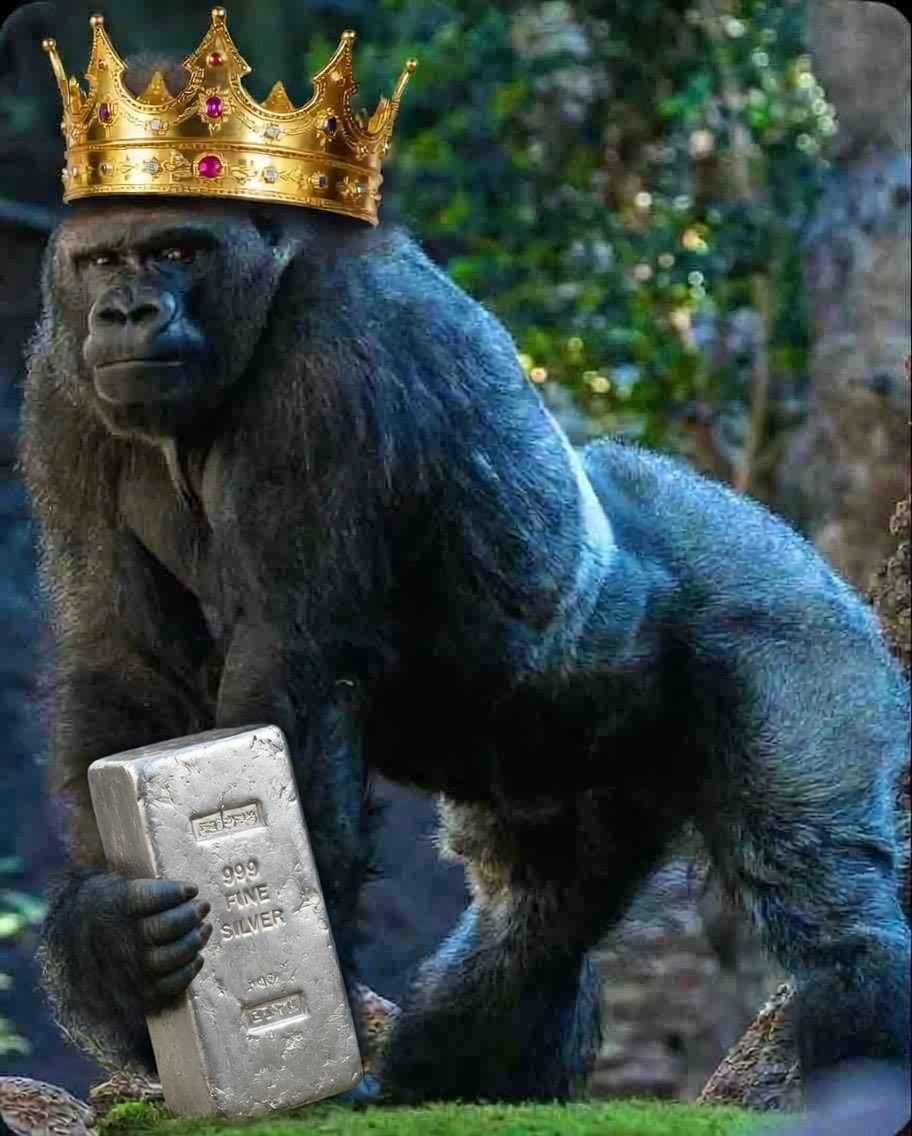 David 🥇🦍🥈the Ape tweet media