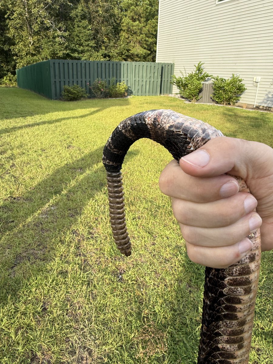 Christopher Wipper tweet media