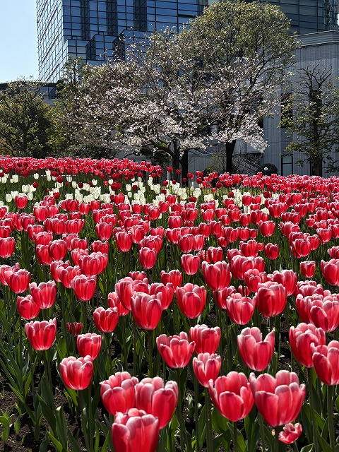 tptckoen2's tweet photo. 【テレコムセター駅前②】
シンボルプロムナード公園で開催中の「臨海副都心チューリップフェスティバル2026」は各所に見所が設置され、ゆりかもめ線テレコムセター駅前の広場🌸ソメイヨシノが見頃を迎えつつあります。
この🌸ソメイヨシノを背景にした🌷チューリップは今週～来週が📷撮影チャンスです https://t.co/Zj7VLhF6Qp