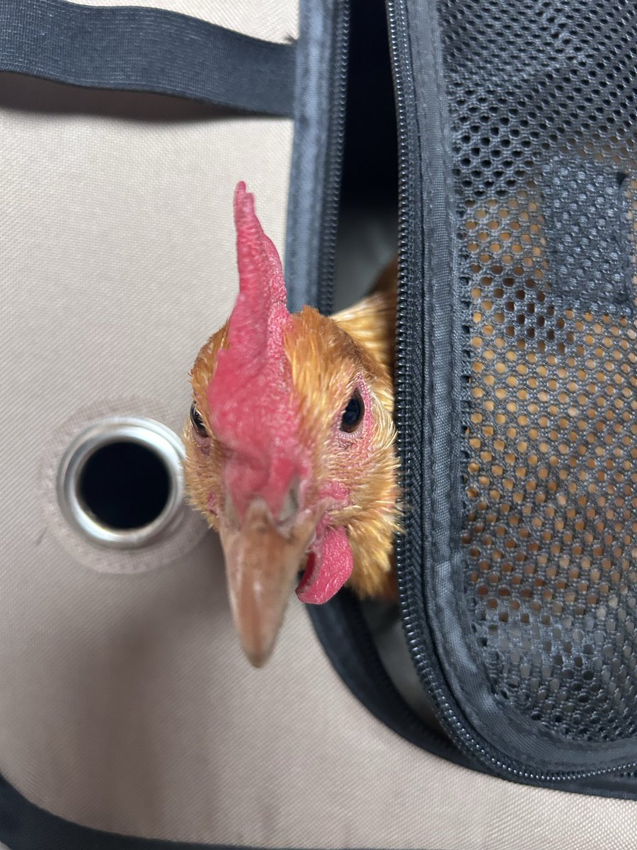 ここまる tweet media