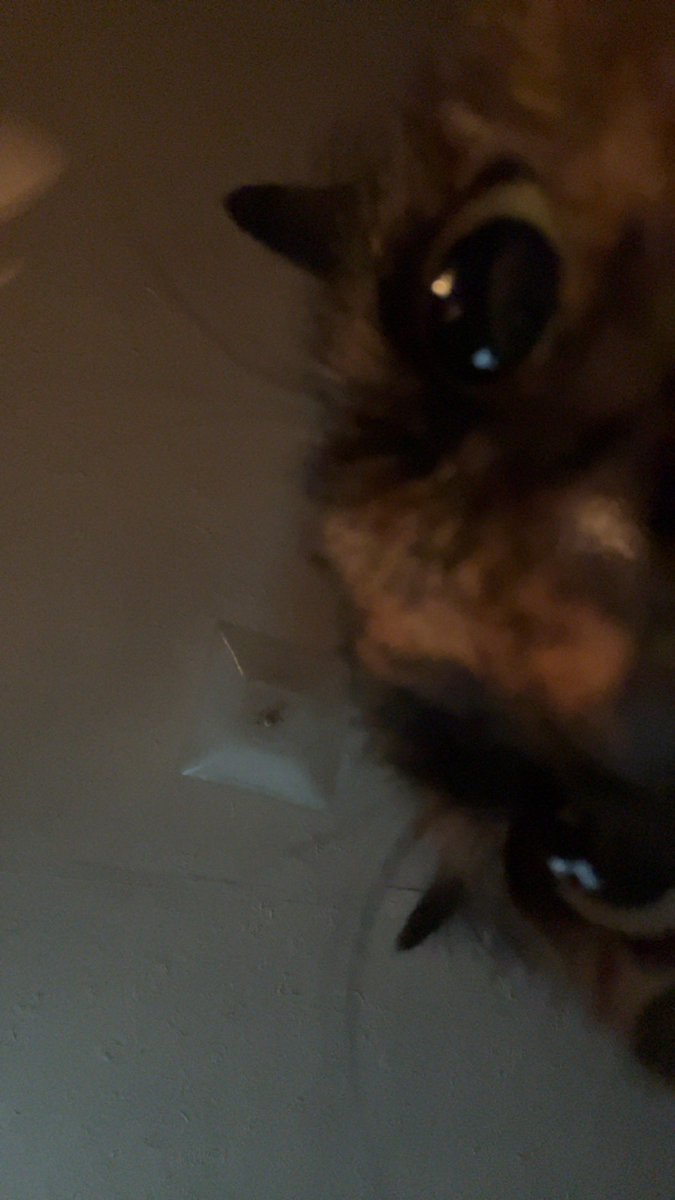 ‍ ‍‎.ᐣ ‎.ᐣ ‎.ᐣ ‍ ‍‎ ｡𖦹°‧ tweet media