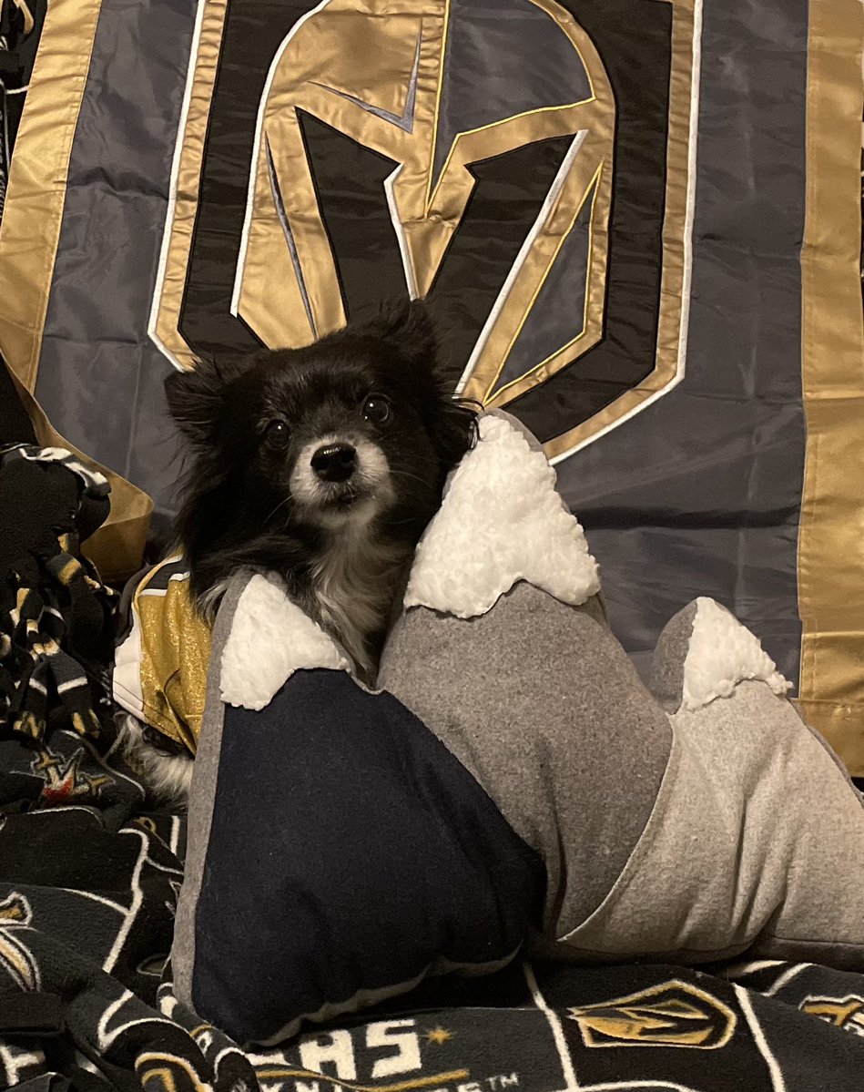 Lola The VGK Panda Pup ❤️🐼🐶 tweet media