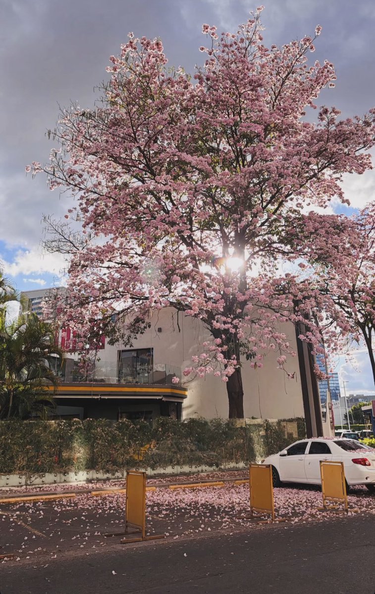 Mario Diaz tweet media