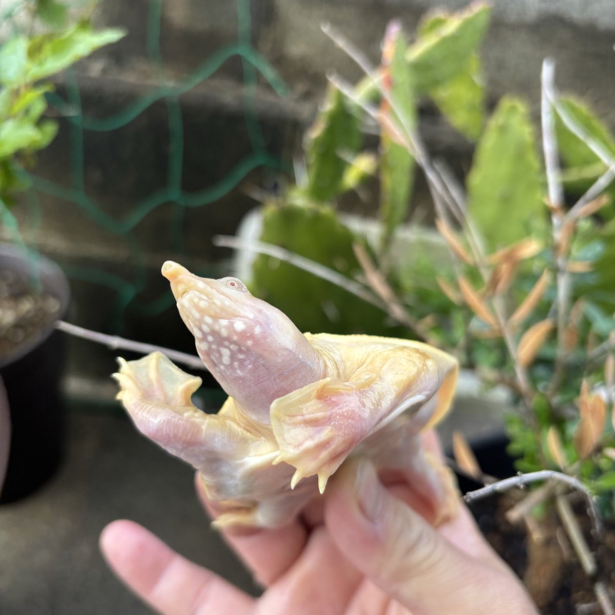 亀との暮らし tweet media