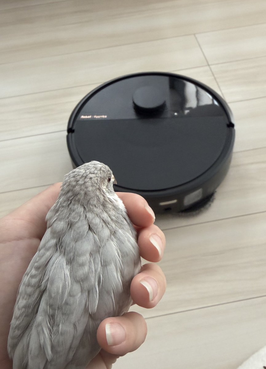 うじゅらかいぬち tweet media