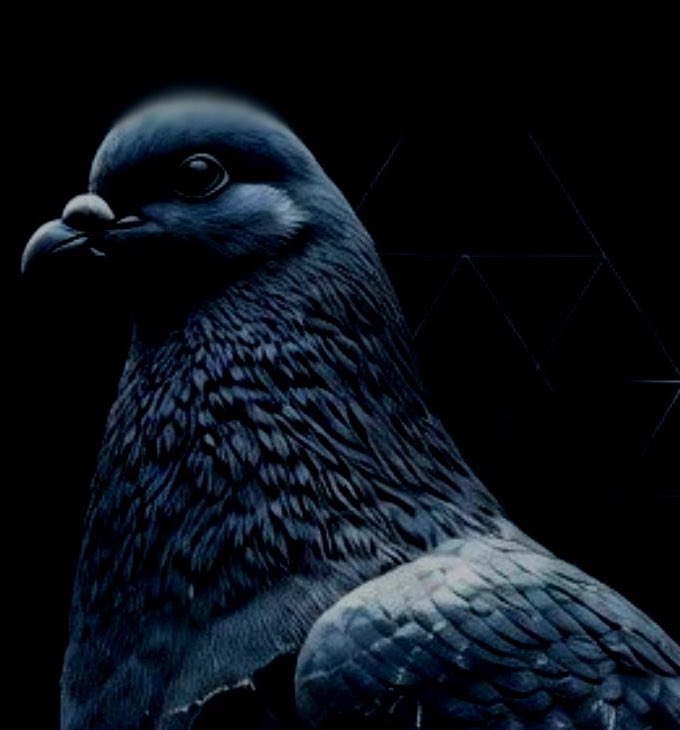 Hunt (Pigeon Arc) tweet media