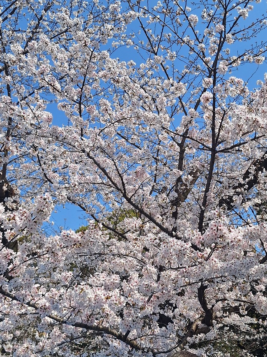 𝑯𝒂𝒓𝒖(ฮารุ)🧡‎🤍🐈‍⬛🐈 tweet media