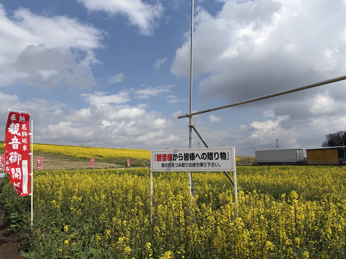 ガンビー（銃蜂） tweet media